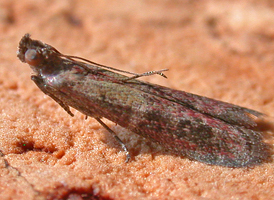 Ephestiodes infimella